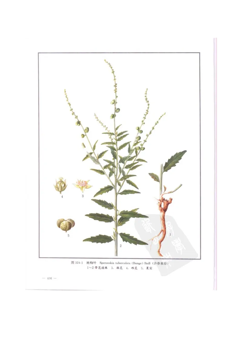 中国本草彩色图鉴（常用中药篇）（中卷）（钱信忠）_绝版书_天涯系列_t涯_绝版古籍电子书合集（13大类）_医书类_中国本草彩色图鉴（常用中药篇）_3册