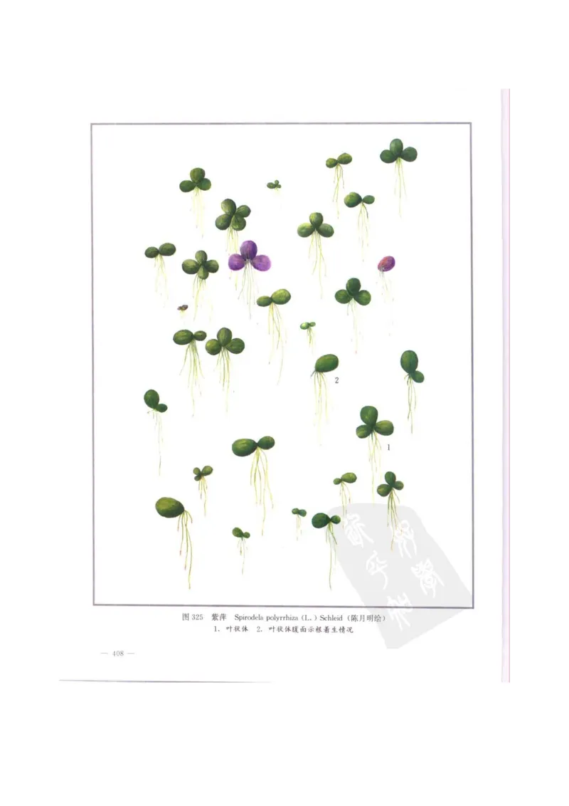 中国本草彩色图鉴（常用中药篇）（中卷）（钱信忠）_绝版书_天涯系列_t涯_绝版古籍电子书合集（13大类）_医书类_中国本草彩色图鉴（常用中药篇）_3册