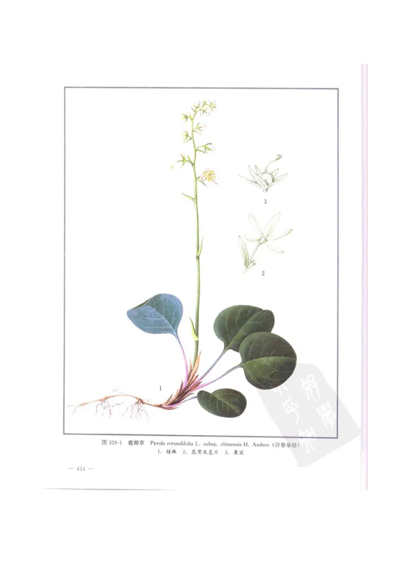 中国本草彩色图鉴（常用中药篇）（中卷）（钱信忠）_绝版书_天涯系列_t涯_绝版古籍电子书合集（13大类）_医书类_中国本草彩色图鉴（常用中药篇）_3册