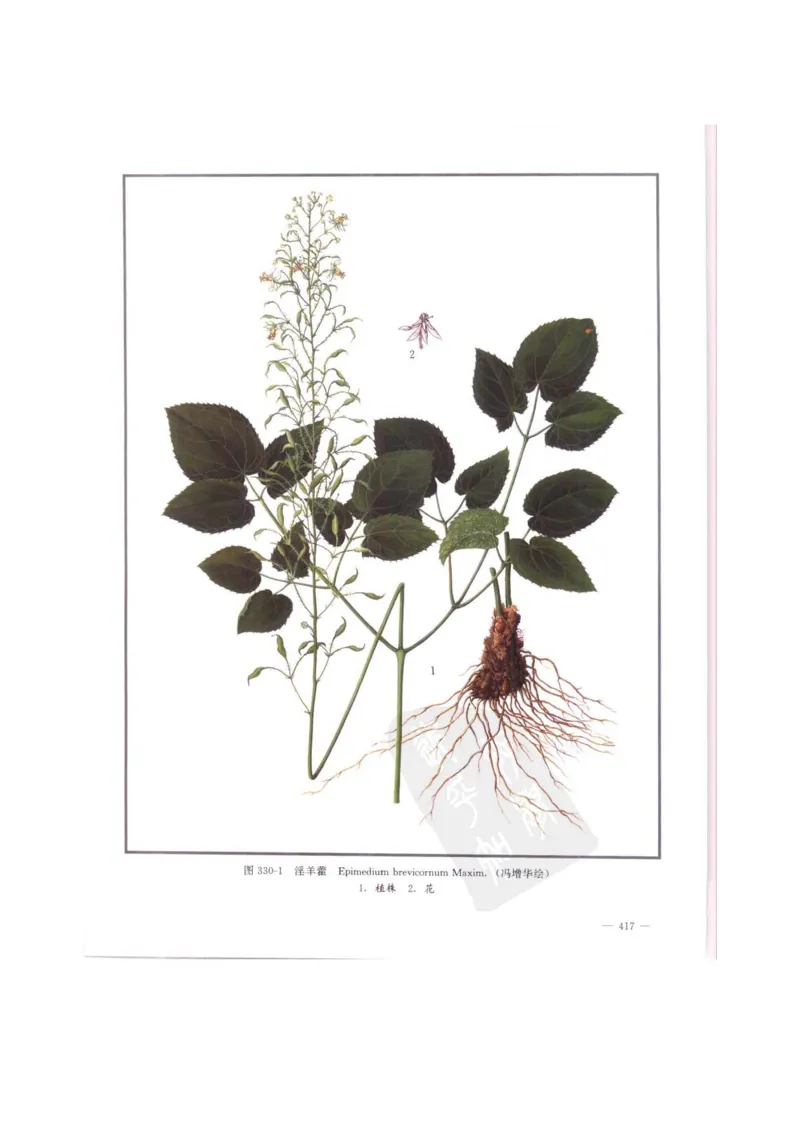 中国本草彩色图鉴（常用中药篇）（中卷）（钱信忠）_绝版书_天涯系列_t涯_绝版古籍电子书合集（13大类）_医书类_中国本草彩色图鉴（常用中药篇）_3册