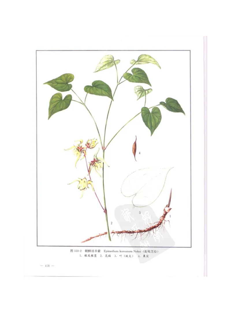 中国本草彩色图鉴（常用中药篇）（中卷）（钱信忠）_绝版书_天涯系列_t涯_绝版古籍电子书合集（13大类）_医书类_中国本草彩色图鉴（常用中药篇）_3册