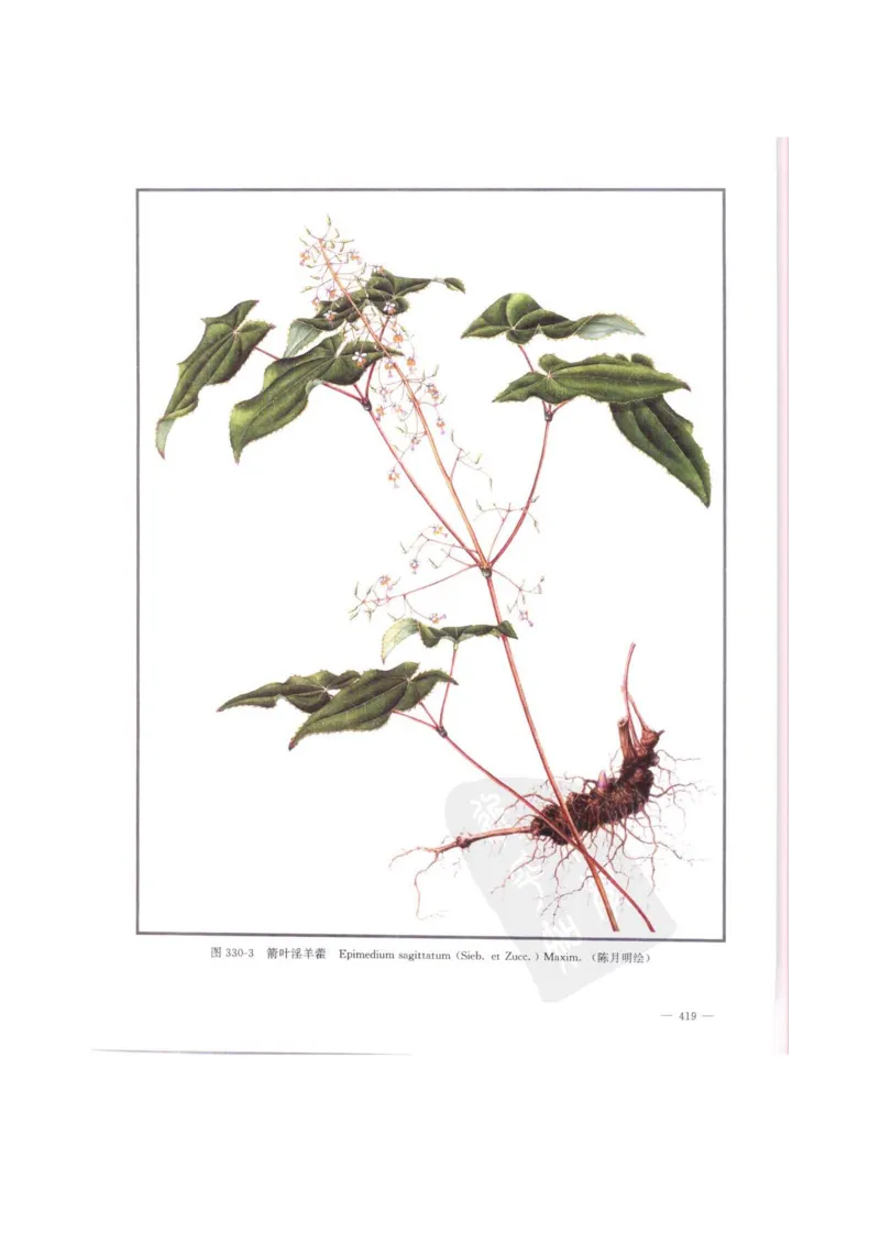 中国本草彩色图鉴（常用中药篇）（中卷）（钱信忠）_绝版书_天涯系列_t涯_绝版古籍电子书合集（13大类）_医书类_中国本草彩色图鉴（常用中药篇）_3册