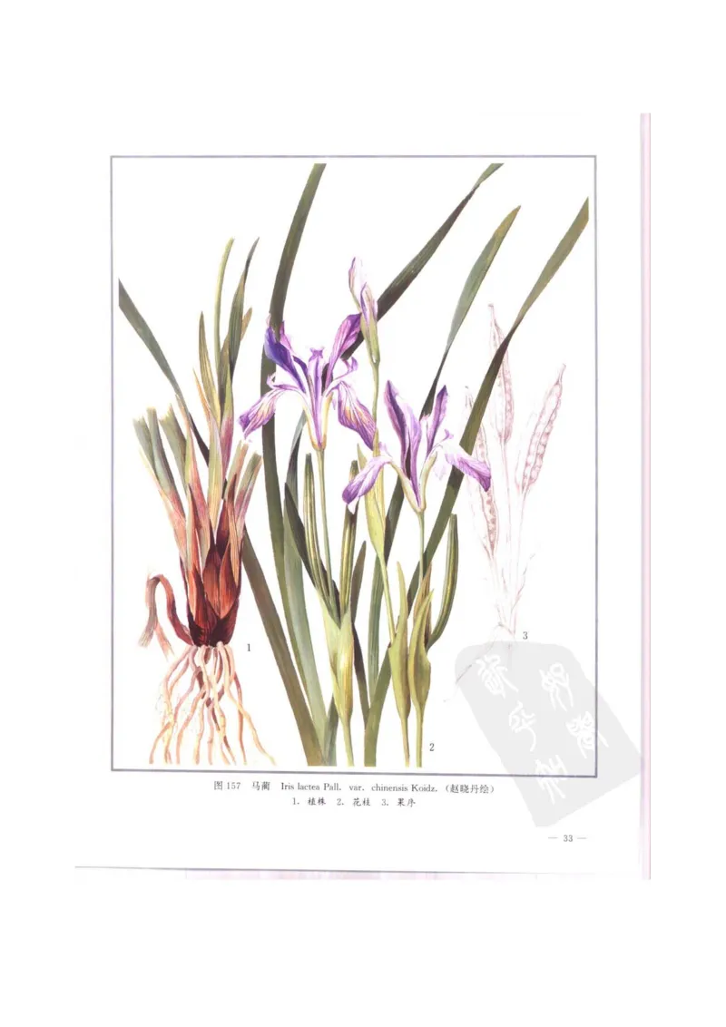 中国本草彩色图鉴（常用中药篇）（中卷）（钱信忠）_绝版书_天涯系列_t涯_绝版古籍电子书合集（13大类）_医书类_中国本草彩色图鉴（常用中药篇）_3册