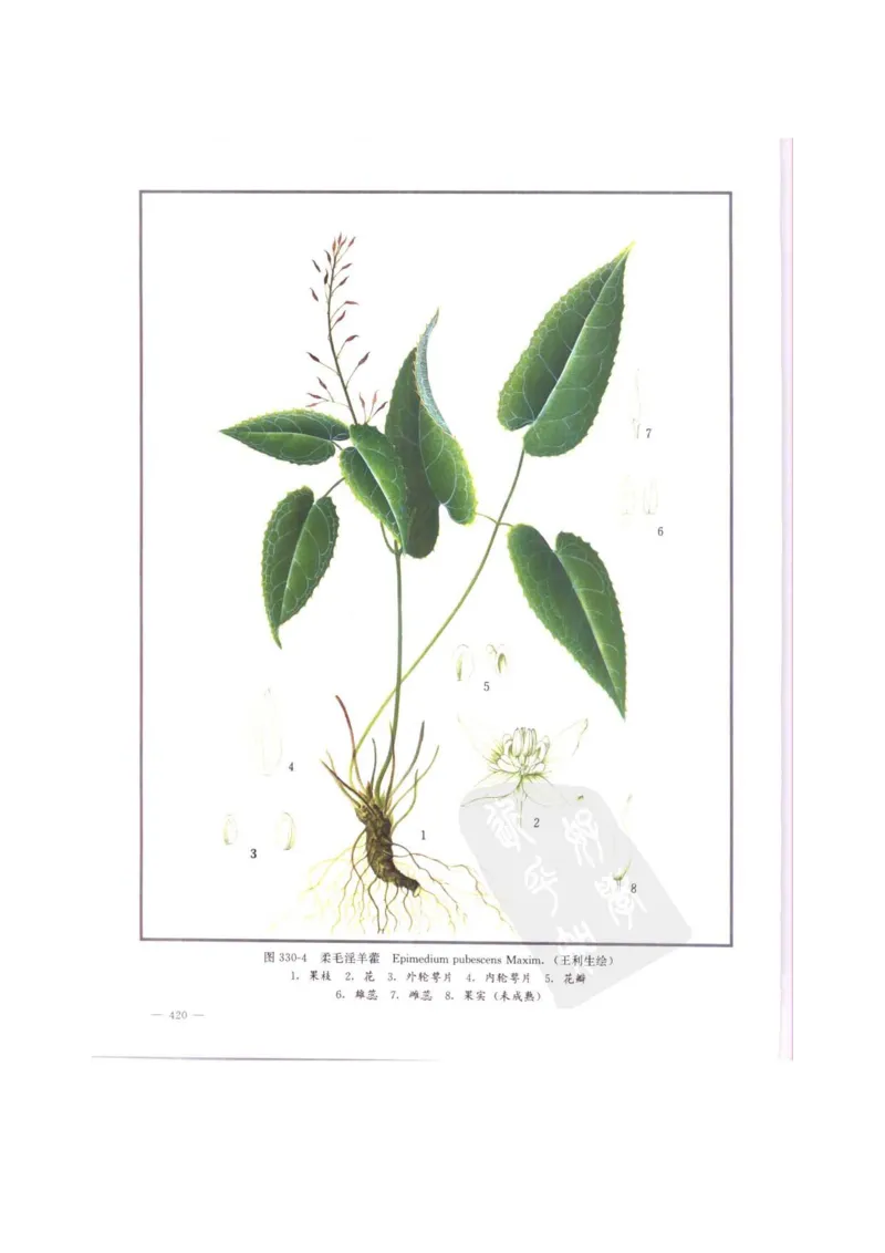 中国本草彩色图鉴（常用中药篇）（中卷）（钱信忠）_绝版书_天涯系列_t涯_绝版古籍电子书合集（13大类）_医书类_中国本草彩色图鉴（常用中药篇）_3册