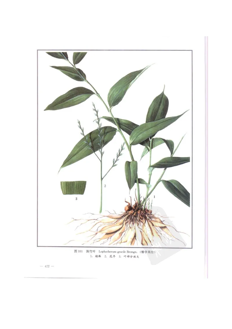 中国本草彩色图鉴（常用中药篇）（中卷）（钱信忠）_绝版书_天涯系列_t涯_绝版古籍电子书合集（13大类）_医书类_中国本草彩色图鉴（常用中药篇）_3册