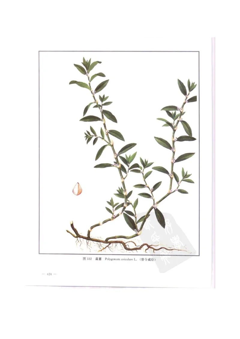 中国本草彩色图鉴（常用中药篇）（中卷）（钱信忠）_绝版书_天涯系列_t涯_绝版古籍电子书合集（13大类）_医书类_中国本草彩色图鉴（常用中药篇）_3册