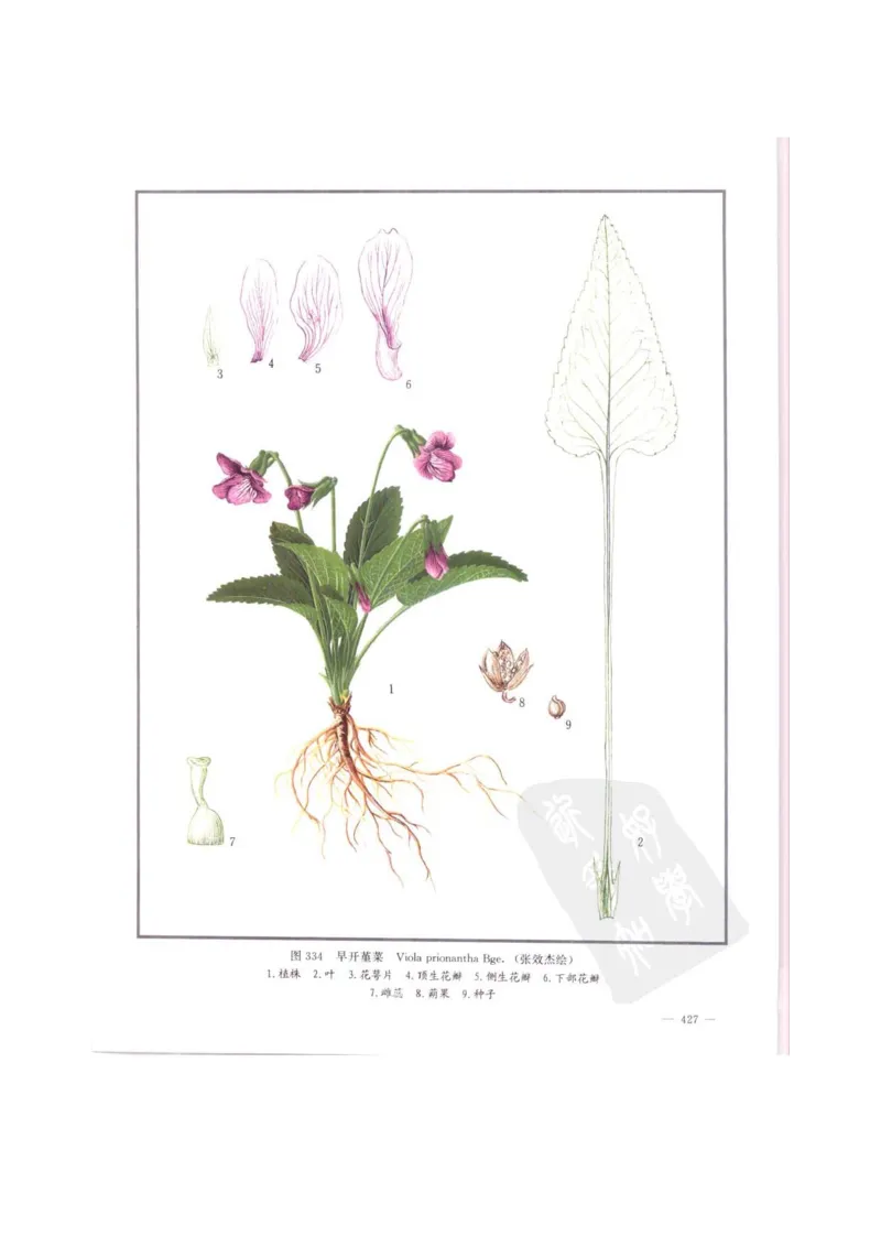 中国本草彩色图鉴（常用中药篇）（中卷）（钱信忠）_绝版书_天涯系列_t涯_绝版古籍电子书合集（13大类）_医书类_中国本草彩色图鉴（常用中药篇）_3册