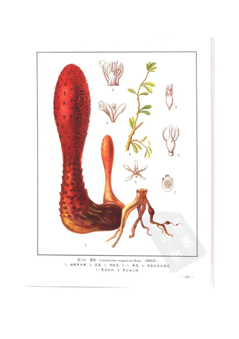 中国本草彩色图鉴（常用中药篇）（中卷）（钱信忠）_绝版书_天涯系列_t涯_绝版古籍电子书合集（13大类）_医书类_中国本草彩色图鉴（常用中药篇）_3册