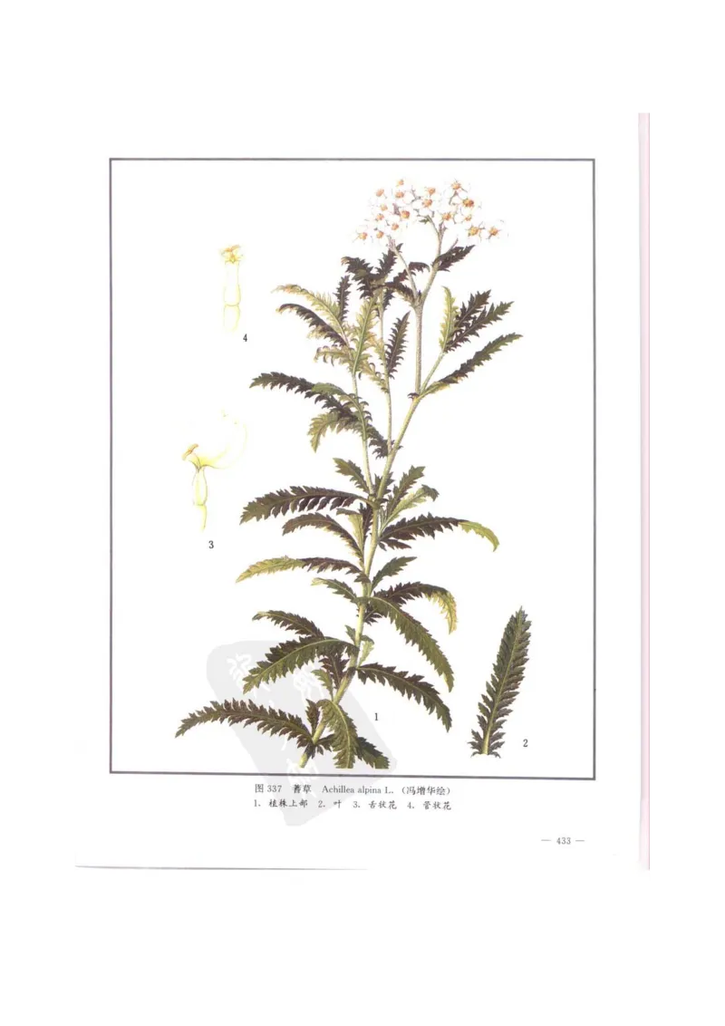 中国本草彩色图鉴（常用中药篇）（中卷）（钱信忠）_绝版书_天涯系列_t涯_绝版古籍电子书合集（13大类）_医书类_中国本草彩色图鉴（常用中药篇）_3册