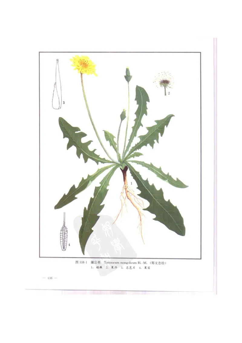 中国本草彩色图鉴（常用中药篇）（中卷）（钱信忠）_绝版书_天涯系列_t涯_绝版古籍电子书合集（13大类）_医书类_中国本草彩色图鉴（常用中药篇）_3册