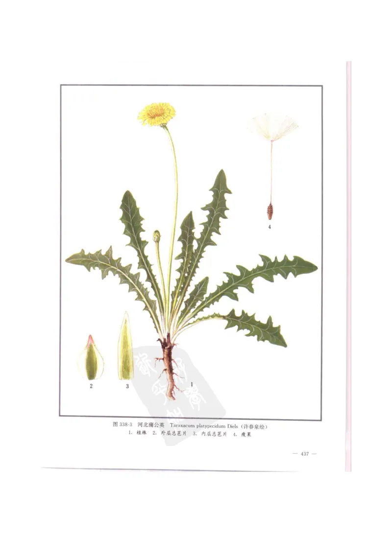 中国本草彩色图鉴（常用中药篇）（中卷）（钱信忠）_绝版书_天涯系列_t涯_绝版古籍电子书合集（13大类）_医书类_中国本草彩色图鉴（常用中药篇）_3册