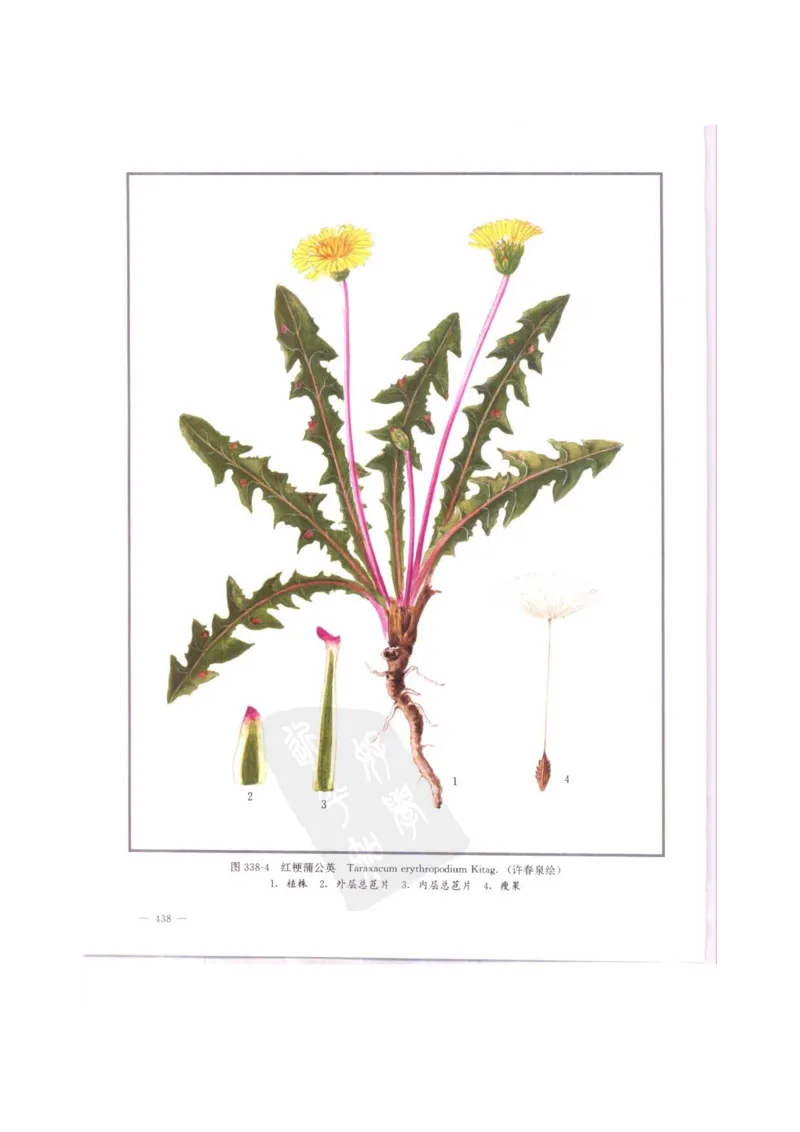 中国本草彩色图鉴（常用中药篇）（中卷）（钱信忠）_绝版书_天涯系列_t涯_绝版古籍电子书合集（13大类）_医书类_中国本草彩色图鉴（常用中药篇）_3册