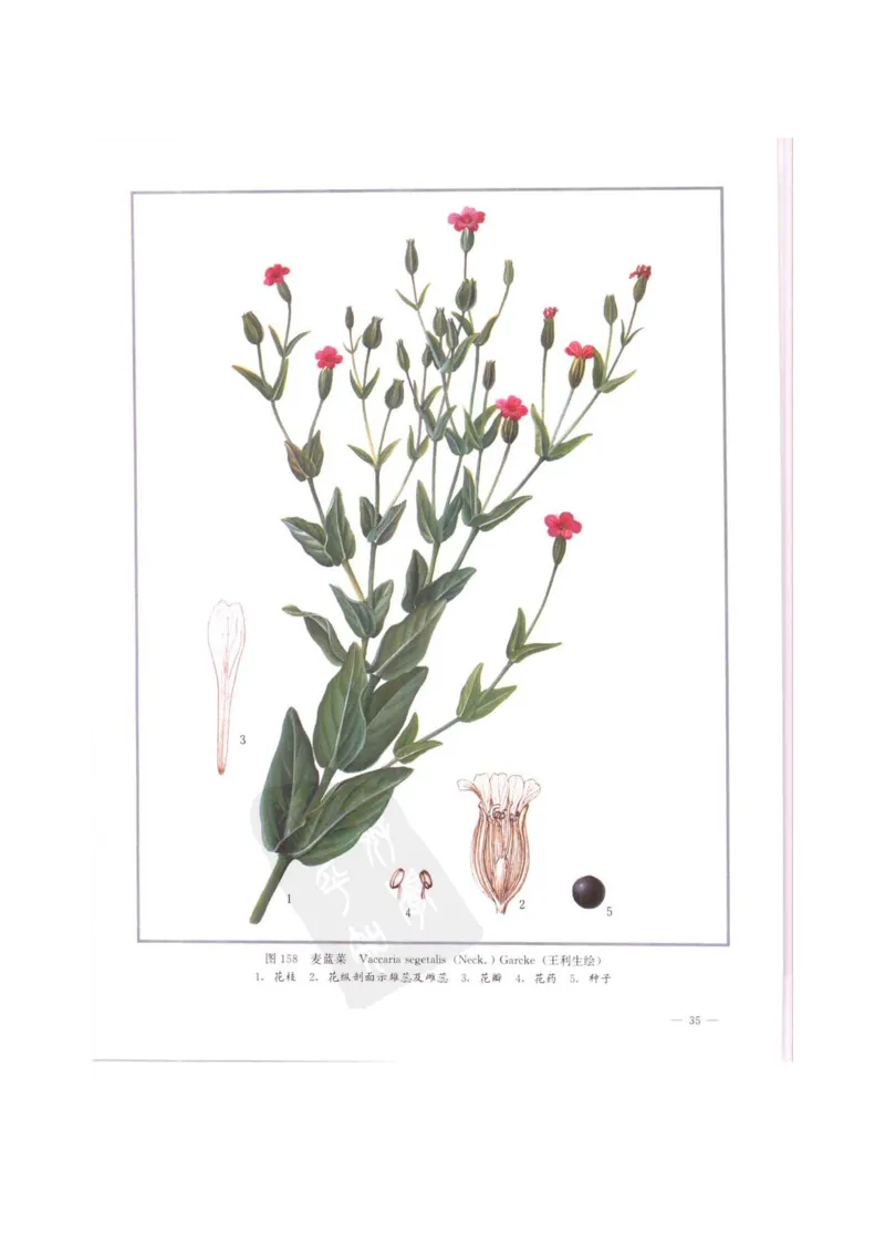 中国本草彩色图鉴（常用中药篇）（中卷）（钱信忠）_绝版书_天涯系列_t涯_绝版古籍电子书合集（13大类）_医书类_中国本草彩色图鉴（常用中药篇）_3册