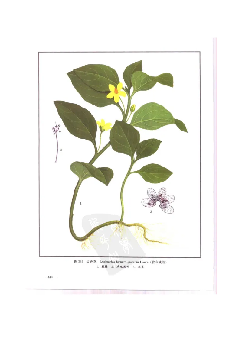 中国本草彩色图鉴（常用中药篇）（中卷）（钱信忠）_绝版书_天涯系列_t涯_绝版古籍电子书合集（13大类）_医书类_中国本草彩色图鉴（常用中药篇）_3册