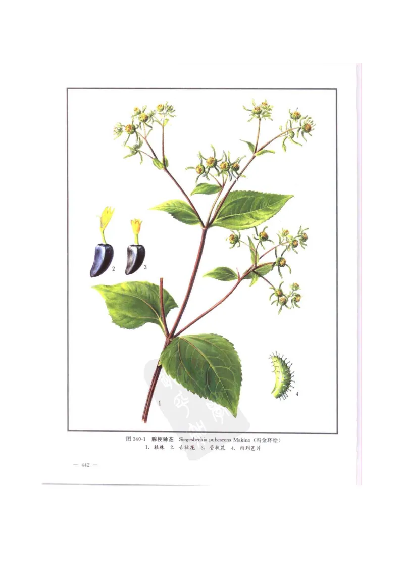 中国本草彩色图鉴（常用中药篇）（中卷）（钱信忠）_绝版书_天涯系列_t涯_绝版古籍电子书合集（13大类）_医书类_中国本草彩色图鉴（常用中药篇）_3册