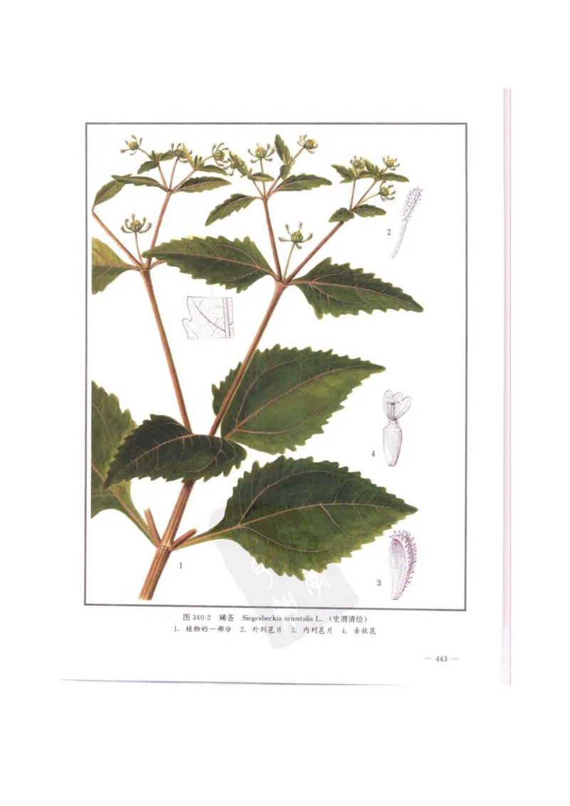 中国本草彩色图鉴（常用中药篇）（中卷）（钱信忠）_绝版书_天涯系列_t涯_绝版古籍电子书合集（13大类）_医书类_中国本草彩色图鉴（常用中药篇）_3册