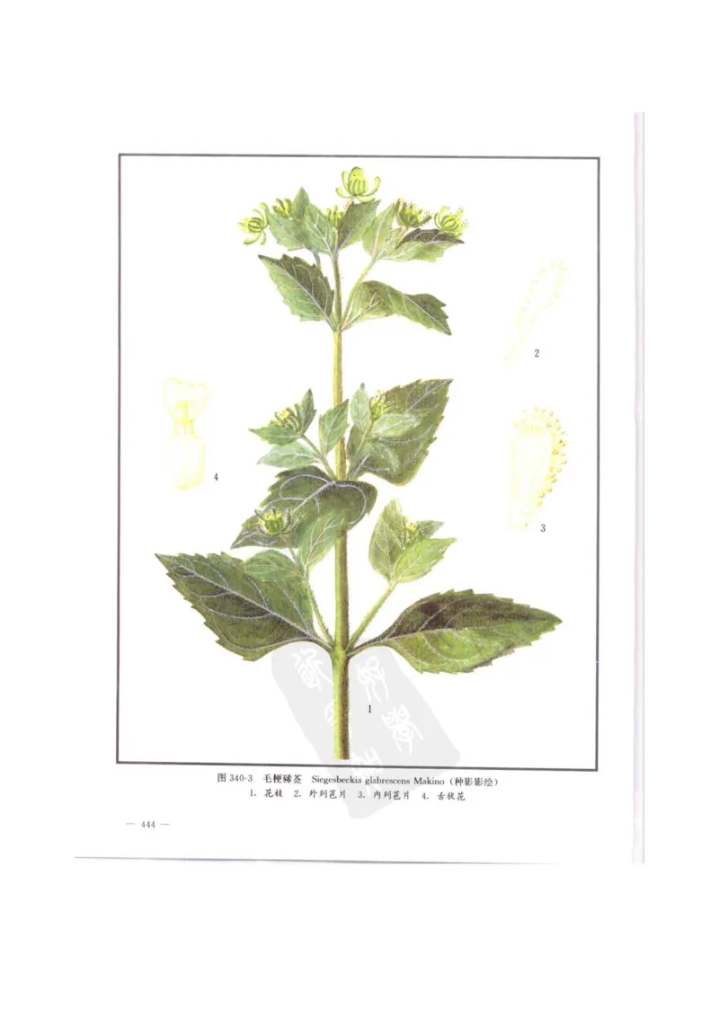 中国本草彩色图鉴（常用中药篇）（中卷）（钱信忠）_绝版书_天涯系列_t涯_绝版古籍电子书合集（13大类）_医书类_中国本草彩色图鉴（常用中药篇）_3册