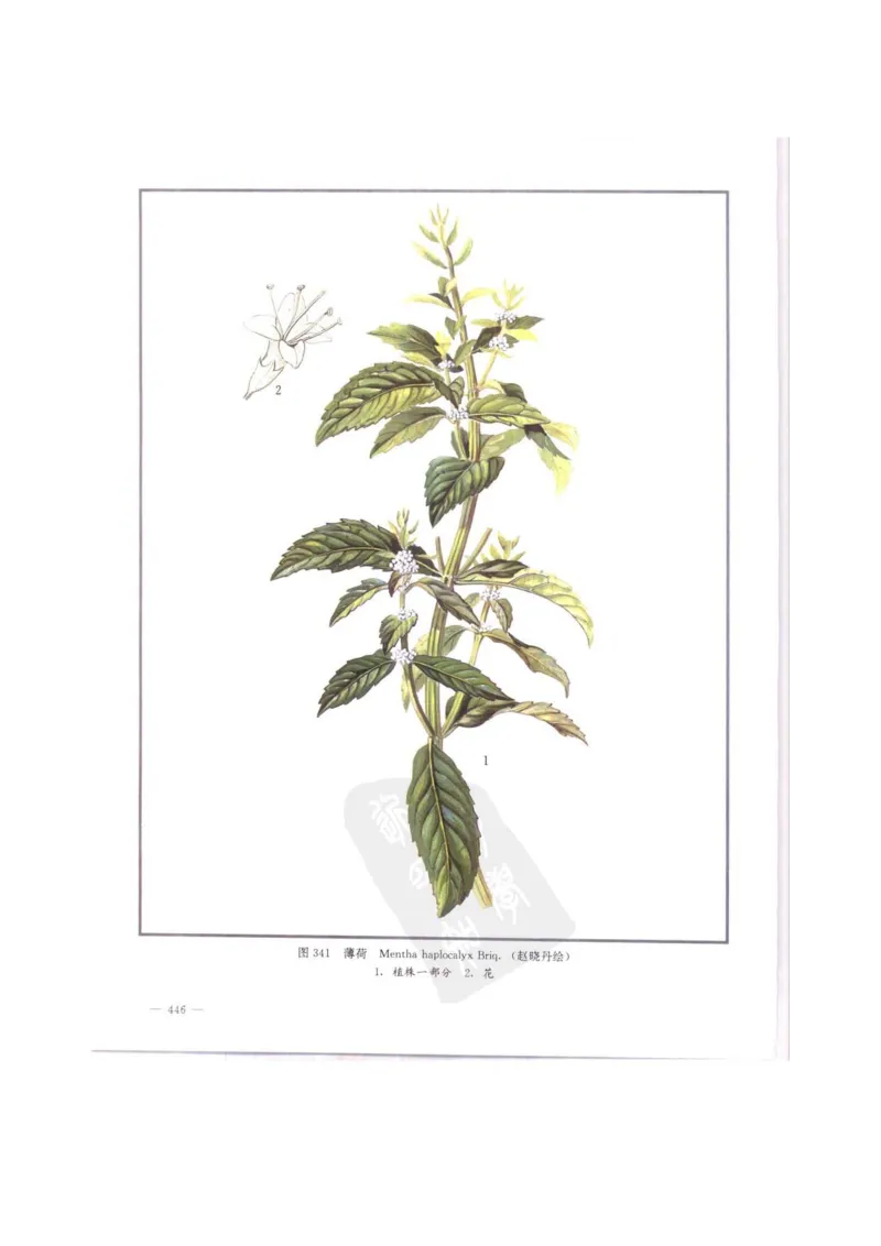 中国本草彩色图鉴（常用中药篇）（中卷）（钱信忠）_绝版书_天涯系列_t涯_绝版古籍电子书合集（13大类）_医书类_中国本草彩色图鉴（常用中药篇）_3册