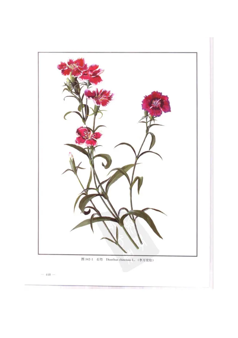 中国本草彩色图鉴（常用中药篇）（中卷）（钱信忠）_绝版书_天涯系列_t涯_绝版古籍电子书合集（13大类）_医书类_中国本草彩色图鉴（常用中药篇）_3册