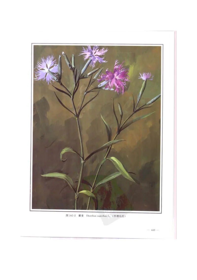 中国本草彩色图鉴（常用中药篇）（中卷）（钱信忠）_绝版书_天涯系列_t涯_绝版古籍电子书合集（13大类）_医书类_中国本草彩色图鉴（常用中药篇）_3册