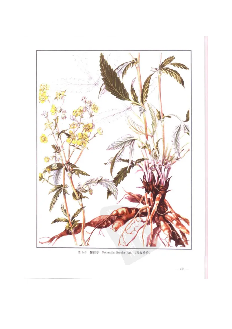 中国本草彩色图鉴（常用中药篇）（中卷）（钱信忠）_绝版书_天涯系列_t涯_绝版古籍电子书合集（13大类）_医书类_中国本草彩色图鉴（常用中药篇）_3册