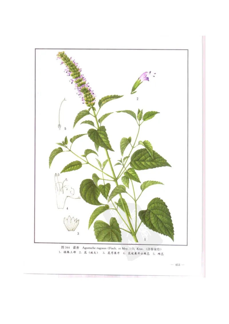 中国本草彩色图鉴（常用中药篇）（中卷）（钱信忠）_绝版书_天涯系列_t涯_绝版古籍电子书合集（13大类）_医书类_中国本草彩色图鉴（常用中药篇）_3册