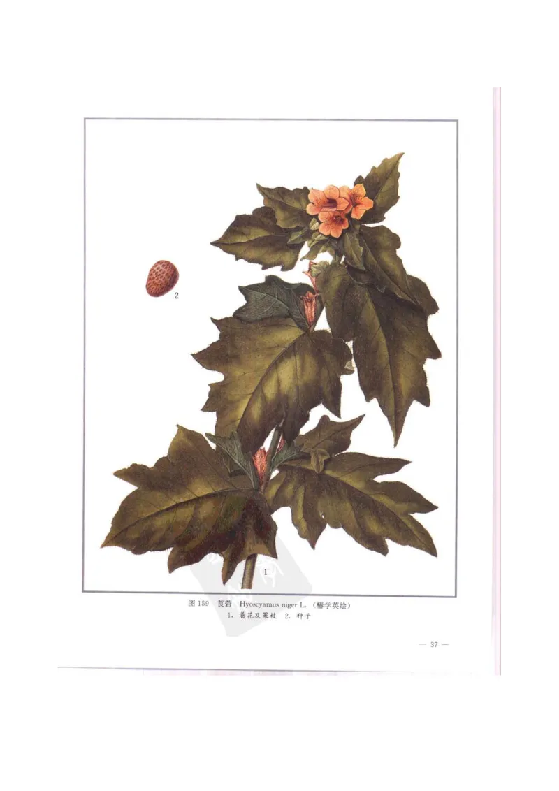 中国本草彩色图鉴（常用中药篇）（中卷）（钱信忠）_绝版书_天涯系列_t涯_绝版古籍电子书合集（13大类）_医书类_中国本草彩色图鉴（常用中药篇）_3册