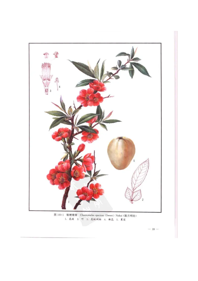 中国本草彩色图鉴（常用中药篇）（中卷）（钱信忠）_绝版书_天涯系列_t涯_绝版古籍电子书合集（13大类）_医书类_中国本草彩色图鉴（常用中药篇）_3册