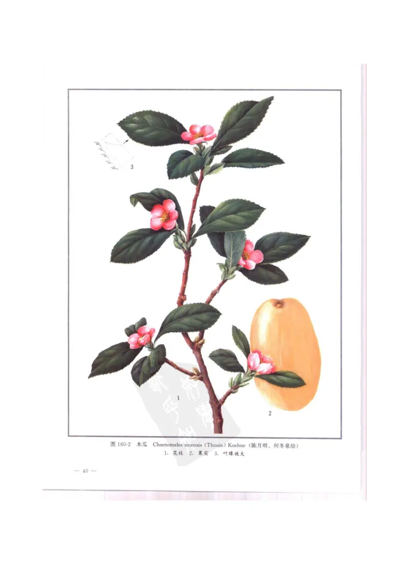 中国本草彩色图鉴（常用中药篇）（中卷）（钱信忠）_绝版书_天涯系列_t涯_绝版古籍电子书合集（13大类）_医书类_中国本草彩色图鉴（常用中药篇）_3册