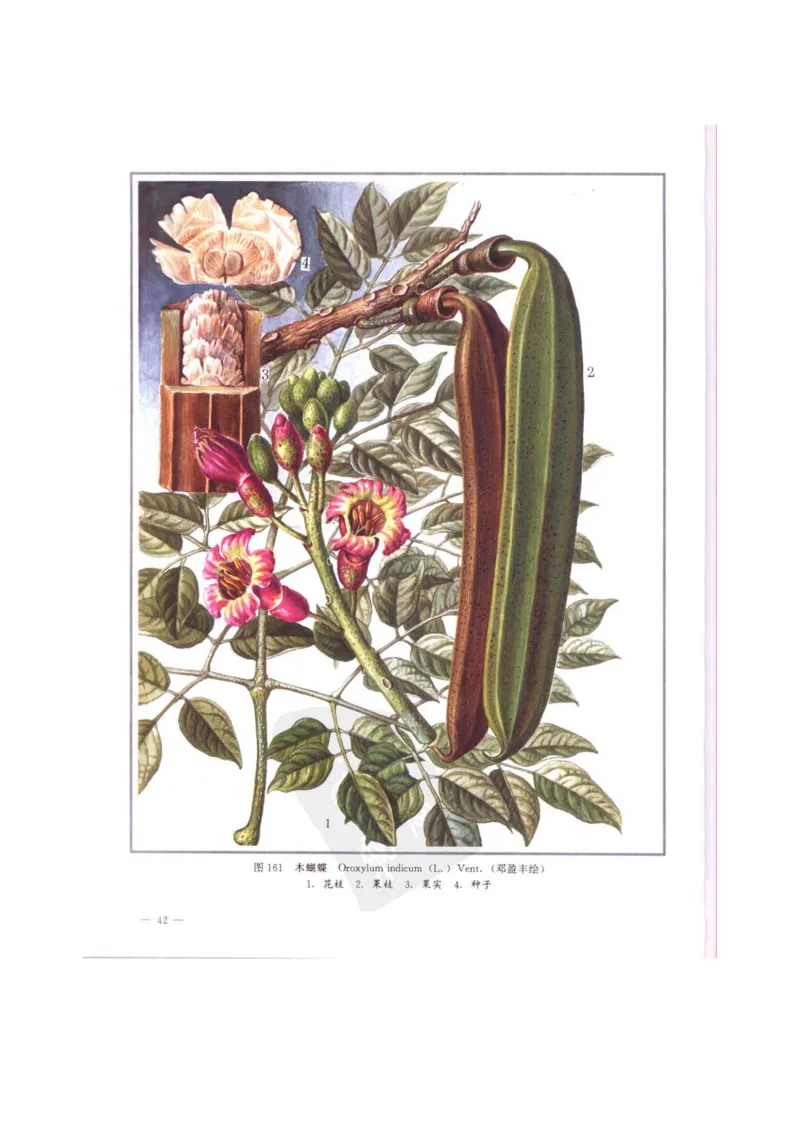 中国本草彩色图鉴（常用中药篇）（中卷）（钱信忠）_绝版书_天涯系列_t涯_绝版古籍电子书合集（13大类）_医书类_中国本草彩色图鉴（常用中药篇）_3册