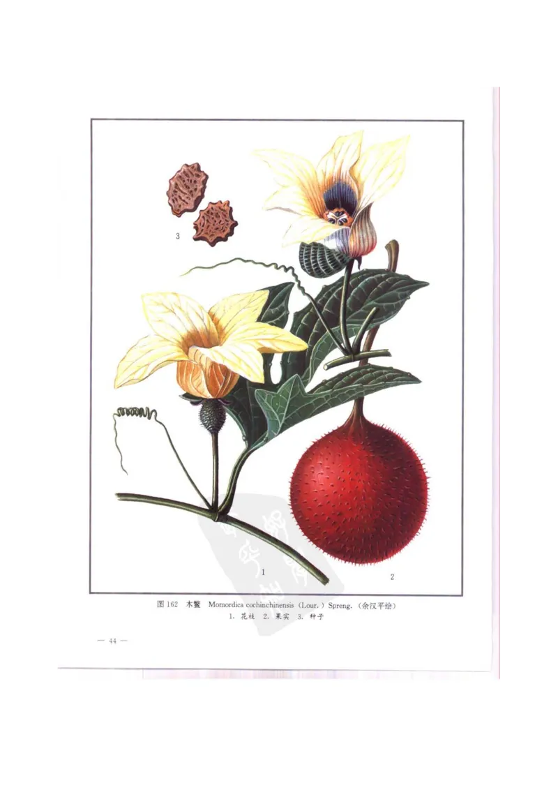 中国本草彩色图鉴（常用中药篇）（中卷）（钱信忠）_绝版书_天涯系列_t涯_绝版古籍电子书合集（13大类）_医书类_中国本草彩色图鉴（常用中药篇）_3册