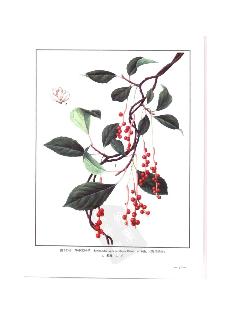 中国本草彩色图鉴（常用中药篇）（中卷）（钱信忠）_绝版书_天涯系列_t涯_绝版古籍电子书合集（13大类）_医书类_中国本草彩色图鉴（常用中药篇）_3册