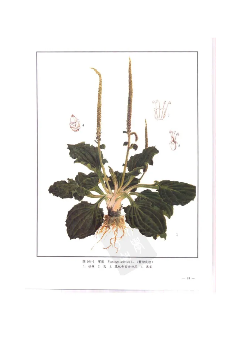 中国本草彩色图鉴（常用中药篇）（中卷）（钱信忠）_绝版书_天涯系列_t涯_绝版古籍电子书合集（13大类）_医书类_中国本草彩色图鉴（常用中药篇）_3册