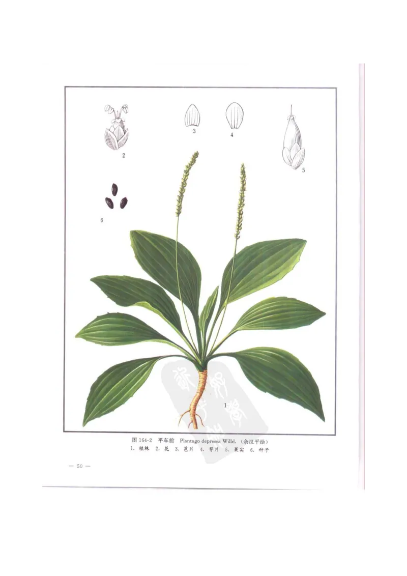 中国本草彩色图鉴（常用中药篇）（中卷）（钱信忠）_绝版书_天涯系列_t涯_绝版古籍电子书合集（13大类）_医书类_中国本草彩色图鉴（常用中药篇）_3册