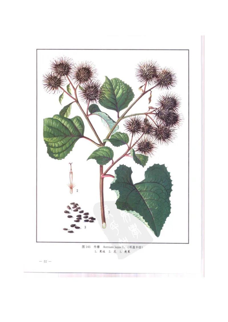 中国本草彩色图鉴（常用中药篇）（中卷）（钱信忠）_绝版书_天涯系列_t涯_绝版古籍电子书合集（13大类）_医书类_中国本草彩色图鉴（常用中药篇）_3册