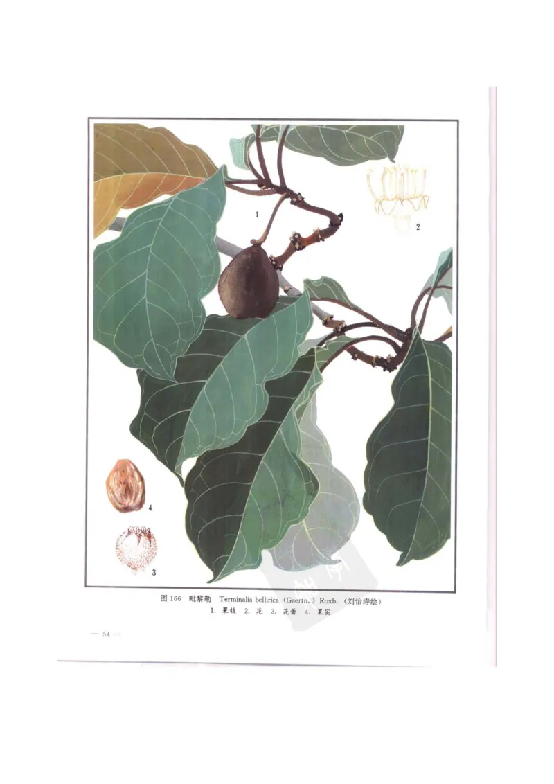 中国本草彩色图鉴（常用中药篇）（中卷）（钱信忠）_绝版书_天涯系列_t涯_绝版古籍电子书合集（13大类）_医书类_中国本草彩色图鉴（常用中药篇）_3册