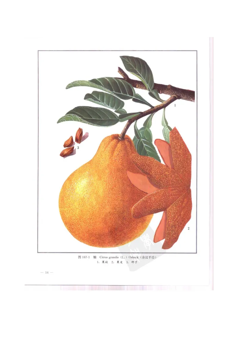 中国本草彩色图鉴（常用中药篇）（中卷）（钱信忠）_绝版书_天涯系列_t涯_绝版古籍电子书合集（13大类）_医书类_中国本草彩色图鉴（常用中药篇）_3册