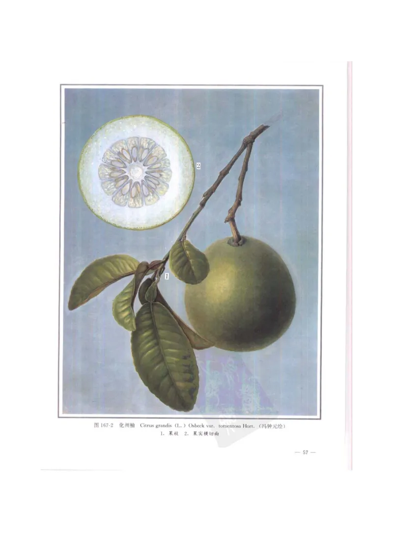 中国本草彩色图鉴（常用中药篇）（中卷）（钱信忠）_绝版书_天涯系列_t涯_绝版古籍电子书合集（13大类）_医书类_中国本草彩色图鉴（常用中药篇）_3册