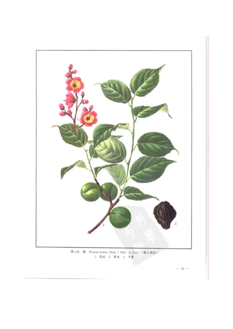 中国本草彩色图鉴（常用中药篇）（中卷）（钱信忠）_绝版书_天涯系列_t涯_绝版古籍电子书合集（13大类）_医书类_中国本草彩色图鉴（常用中药篇）_3册