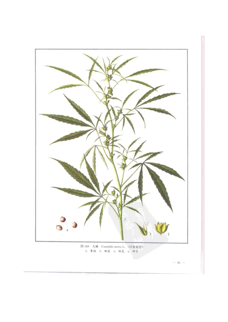 中国本草彩色图鉴（常用中药篇）（中卷）（钱信忠）_绝版书_天涯系列_t涯_绝版古籍电子书合集（13大类）_医书类_中国本草彩色图鉴（常用中药篇）_3册