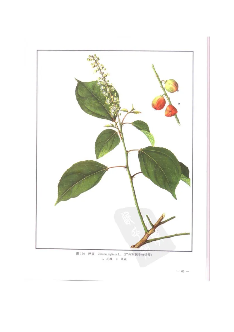 中国本草彩色图鉴（常用中药篇）（中卷）（钱信忠）_绝版书_天涯系列_t涯_绝版古籍电子书合集（13大类）_医书类_中国本草彩色图鉴（常用中药篇）_3册