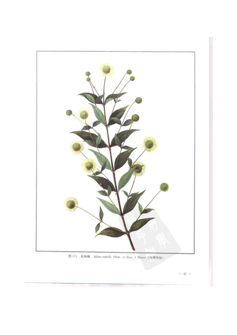 中国本草彩色图鉴（常用中药篇）（中卷）（钱信忠）_绝版书_天涯系列_t涯_绝版古籍电子书合集（13大类）_医书类_中国本草彩色图鉴（常用中药篇）_3册