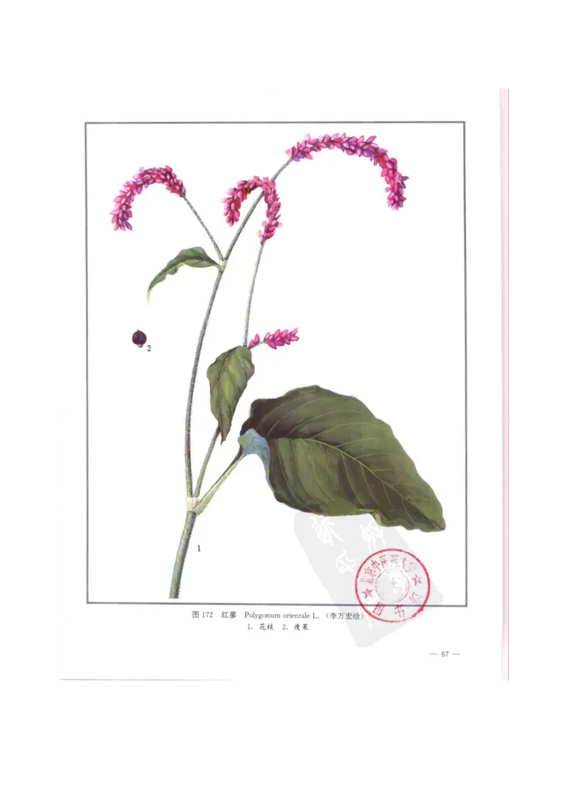 中国本草彩色图鉴（常用中药篇）（中卷）（钱信忠）_绝版书_天涯系列_t涯_绝版古籍电子书合集（13大类）_医书类_中国本草彩色图鉴（常用中药篇）_3册