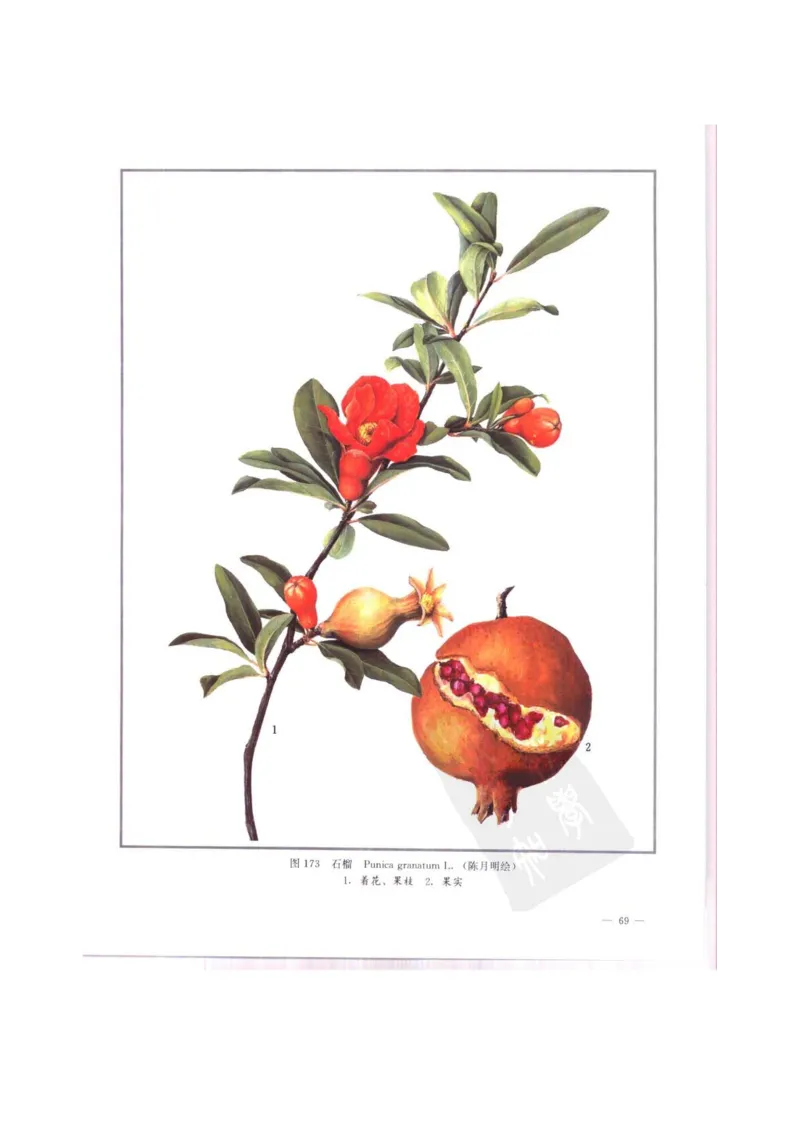 中国本草彩色图鉴（常用中药篇）（中卷）（钱信忠）_绝版书_天涯系列_t涯_绝版古籍电子书合集（13大类）_医书类_中国本草彩色图鉴（常用中药篇）_3册