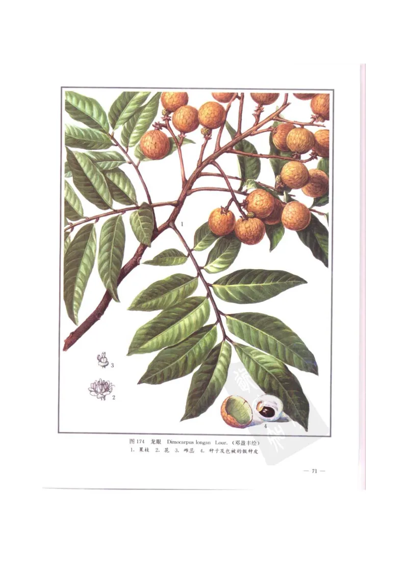 中国本草彩色图鉴（常用中药篇）（中卷）（钱信忠）_绝版书_天涯系列_t涯_绝版古籍电子书合集（13大类）_医书类_中国本草彩色图鉴（常用中药篇）_3册