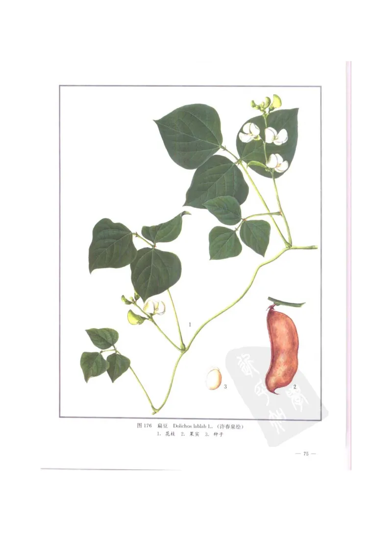 中国本草彩色图鉴（常用中药篇）（中卷）（钱信忠）_绝版书_天涯系列_t涯_绝版古籍电子书合集（13大类）_医书类_中国本草彩色图鉴（常用中药篇）_3册