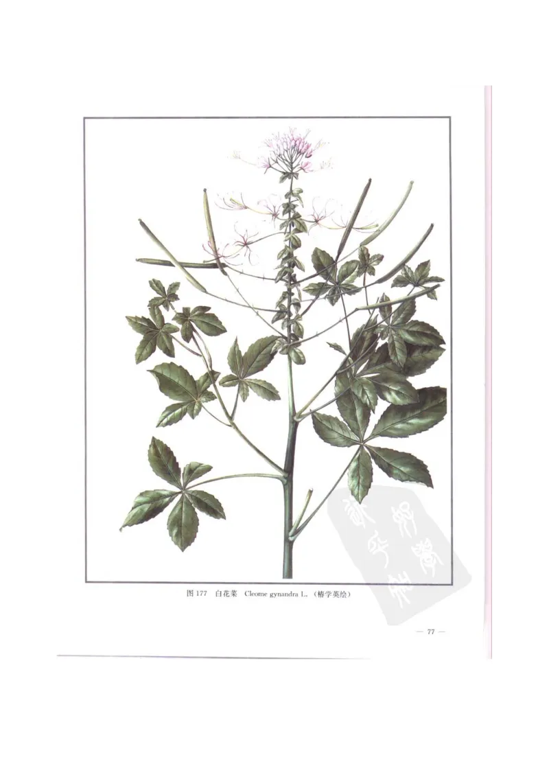 中国本草彩色图鉴（常用中药篇）（中卷）（钱信忠）_绝版书_天涯系列_t涯_绝版古籍电子书合集（13大类）_医书类_中国本草彩色图鉴（常用中药篇）_3册