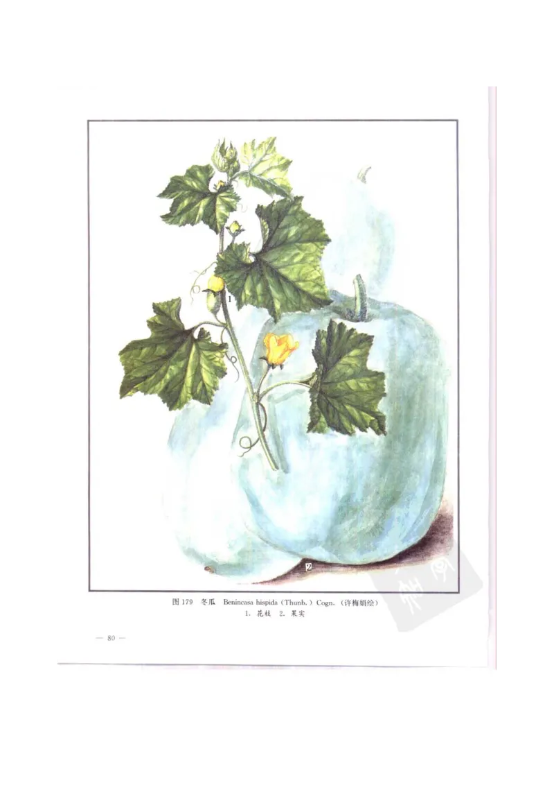 中国本草彩色图鉴（常用中药篇）（中卷）（钱信忠）_绝版书_天涯系列_t涯_绝版古籍电子书合集（13大类）_医书类_中国本草彩色图鉴（常用中药篇）_3册