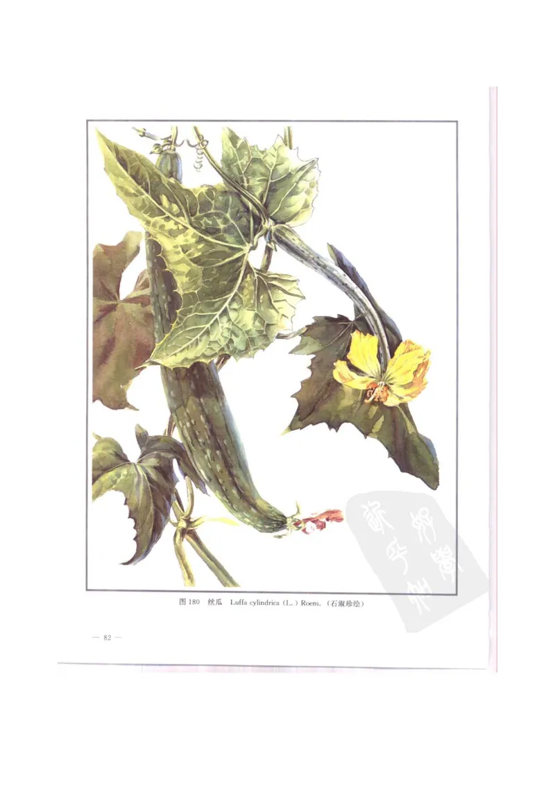 中国本草彩色图鉴（常用中药篇）（中卷）（钱信忠）_绝版书_天涯系列_t涯_绝版古籍电子书合集（13大类）_医书类_中国本草彩色图鉴（常用中药篇）_3册