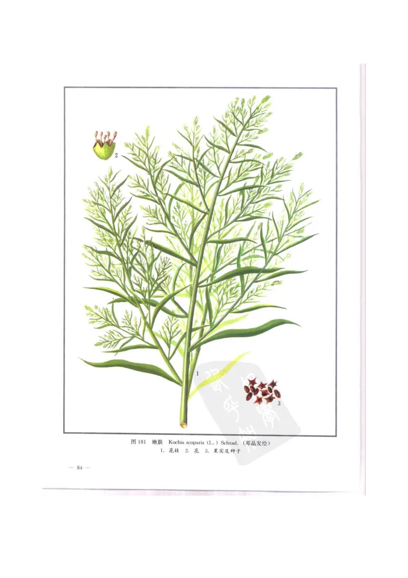 中国本草彩色图鉴（常用中药篇）（中卷）（钱信忠）_绝版书_天涯系列_t涯_绝版古籍电子书合集（13大类）_医书类_中国本草彩色图鉴（常用中药篇）_3册